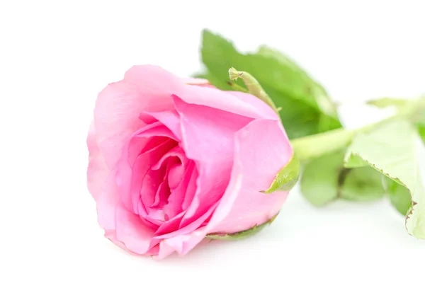 Rose — Stock Photo, Image