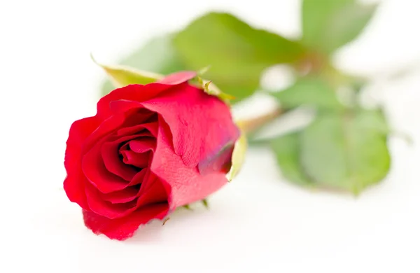 Rose — Stock Photo, Image