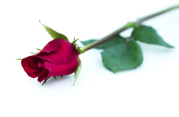 Rose — Stock Photo, Image