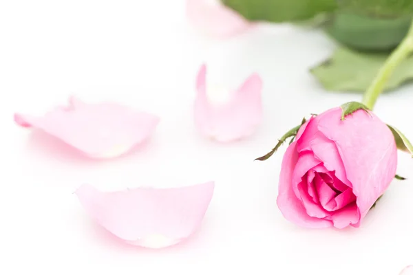 Rose — Stock Photo, Image