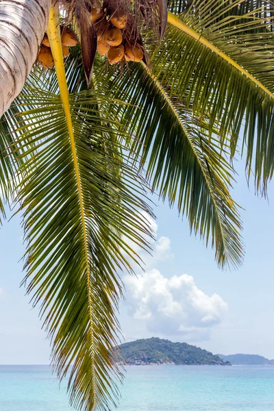 Coconut plam tree — Stock Photo, Image