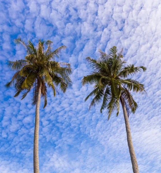 Coconut palm tree — Stock Photo, Image