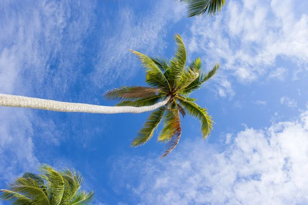 Palm trees under blue sky — Stock Photo, Image