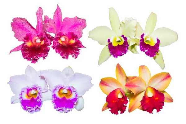 Raccolta di fiore di orchidea — Foto Stock