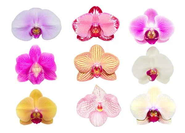 Coleção de flor de orquídea — Fotografia de Stock