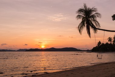 Hindistan cevizi ağacı kontrast