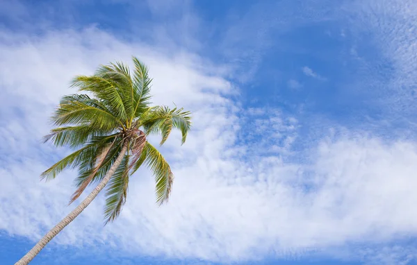 Green palm tree — Stock Photo, Image