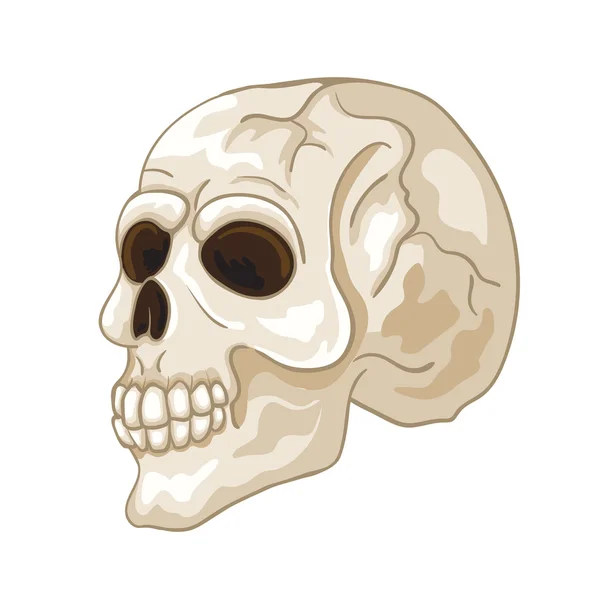 Illustrazione di un cranio umano — Vettoriale Stock