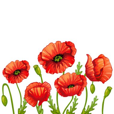 Kırmızı haşhaş