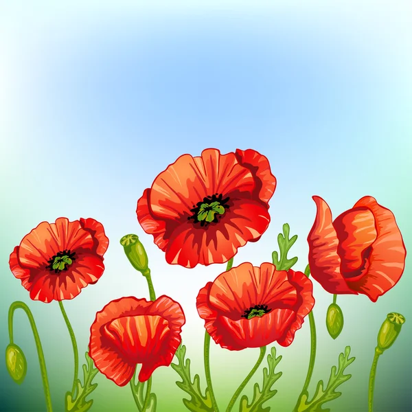 Red poppies — Stock Vector