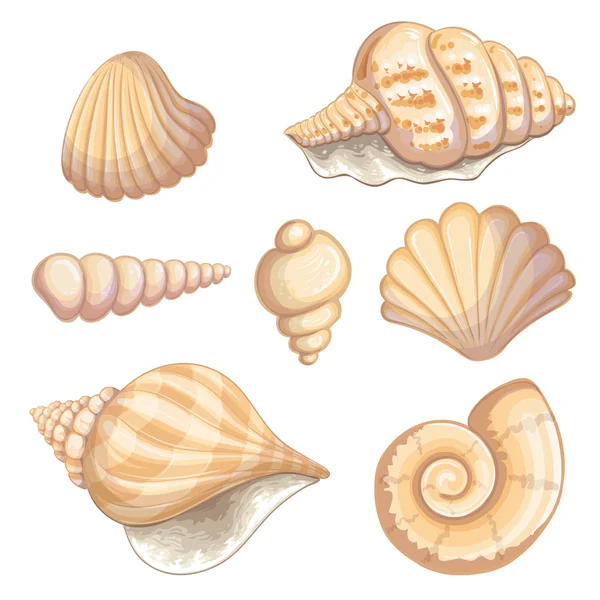 Illustration of a shell collection — Stock Vector