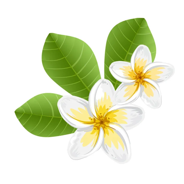 Květy keře (plumeria) — Stockový vektor