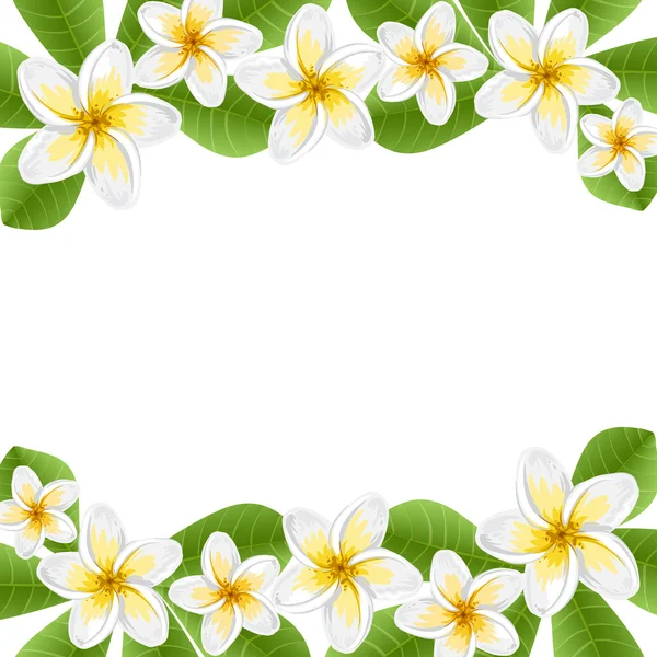 Flowers frangipani (Plumeria) — Stock Vector