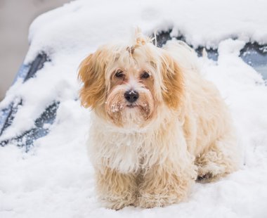 sevimli köpek karda