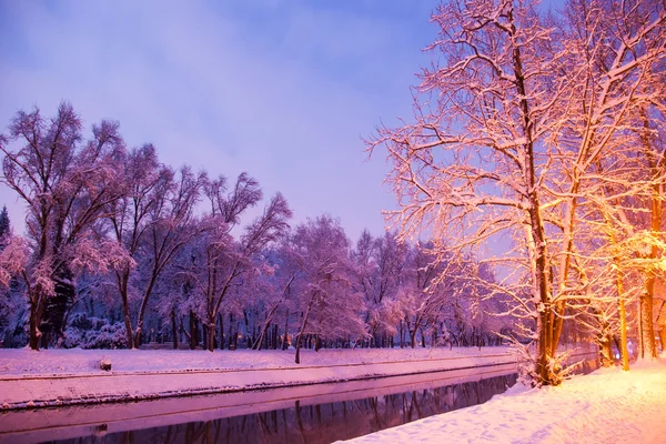 Зимові дерева зі снігом — стокове фото