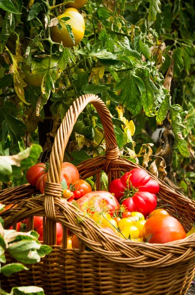 Cesta com tomates em um jardim — Fotografia de Stock