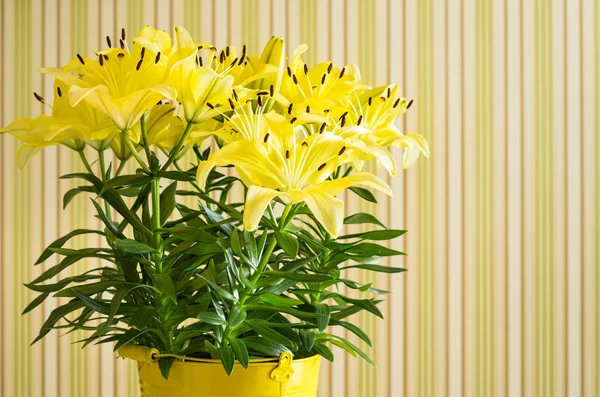 Lily flowers in bucket — Stock Photo, Image