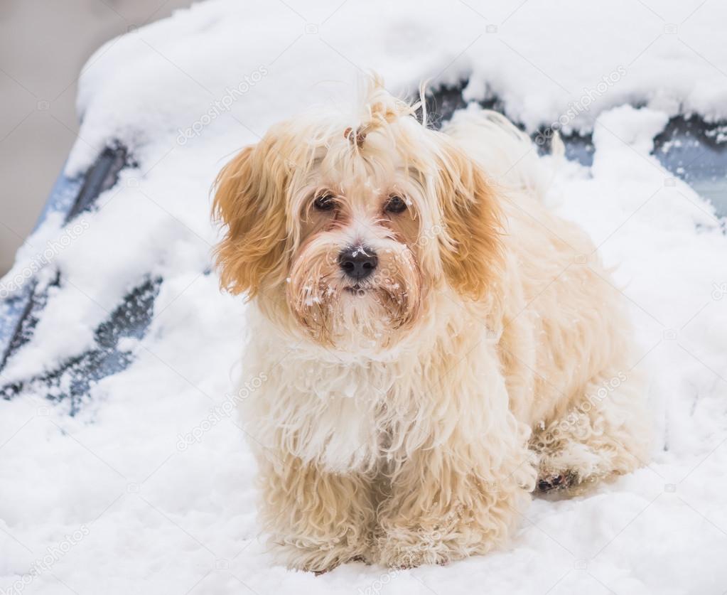 cute dog in snow