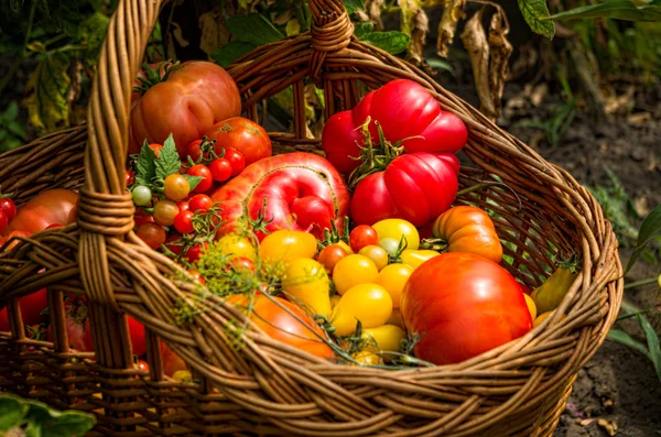 Cesta com tomates diferentes — Fotografia de Stock