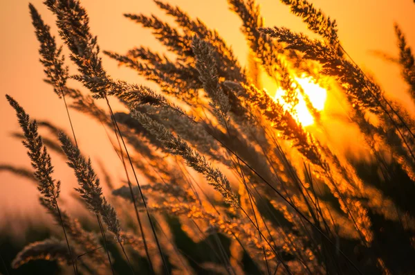 Caña seca en luz — Foto de Stock