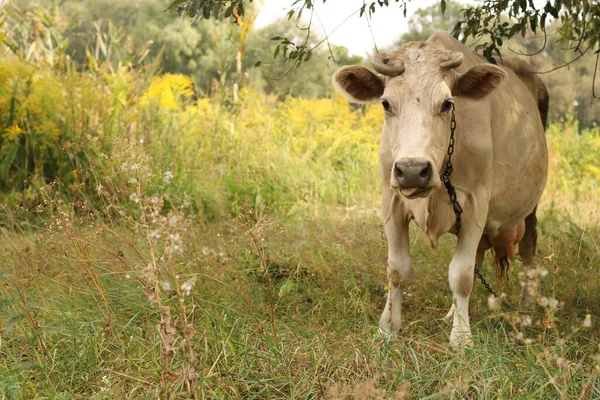 Krowa Letnim Pastwisku Jedząca Trawę Zbliżenie Format Poziomy — Zdjęcie stockowe