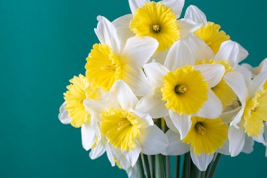 Yeşil arka planda sarı-beyaz nergisler var. Metin için yeri olan kutlama kartı