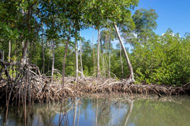 National Park los Haitises Dominik Cumhuriyeti 'ndeki Mangrove Ormanı. Güneşli bir günde birçok mangrov ağacı olan mangrov ormanından geçen nehir.