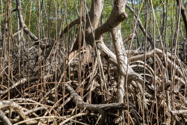 Suda yetişen mangrov ağaçlarının kökleri. Dominik Cumhuriyeti, Samana Körfezi