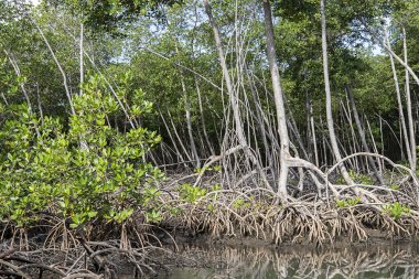 National Park los Haitises Dominik Cumhuriyeti 'ndeki Mangrove Ormanı. Bir sürü mangrov ağacı olan mangrov ormanından geçen nehir. Samana Körfezi
