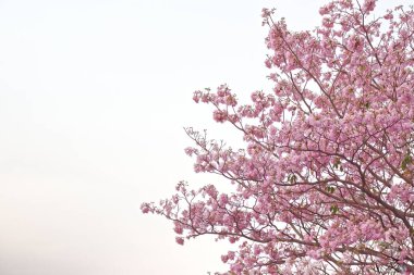 Kopya alanı olan pembe trompet ağacı, Tayland 'da her yıl açan çiçek gibi sakura.