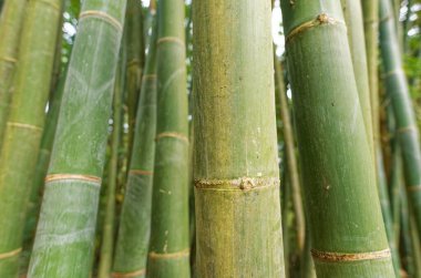 Gizemli Bambu Ormanının Gizli Güzelliği Karanlıkta, Huysuz Öğlen Nan, Tayland 'da