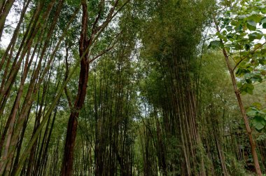 Gizemli Bambu Ormanı 'nın Gizemli Güzelliği Nan, Tayland' da karamsar bir öğle vakti