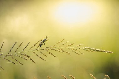 Parlak gündoğumu renginde çimenlerin üzerindeki böcek sarısı