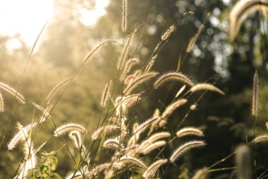 Parlak gündoğumu renginde çimenler Olumlu ve umut dolu sarı duvar kağıtları