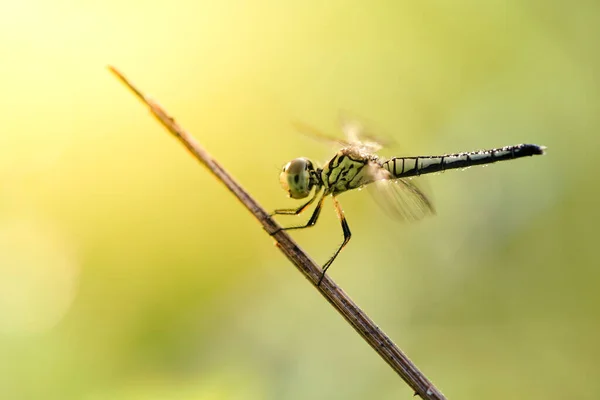 Libélula na grama em brilho brilhante cor do nascer do sol amarelo — Fotografia de Stock