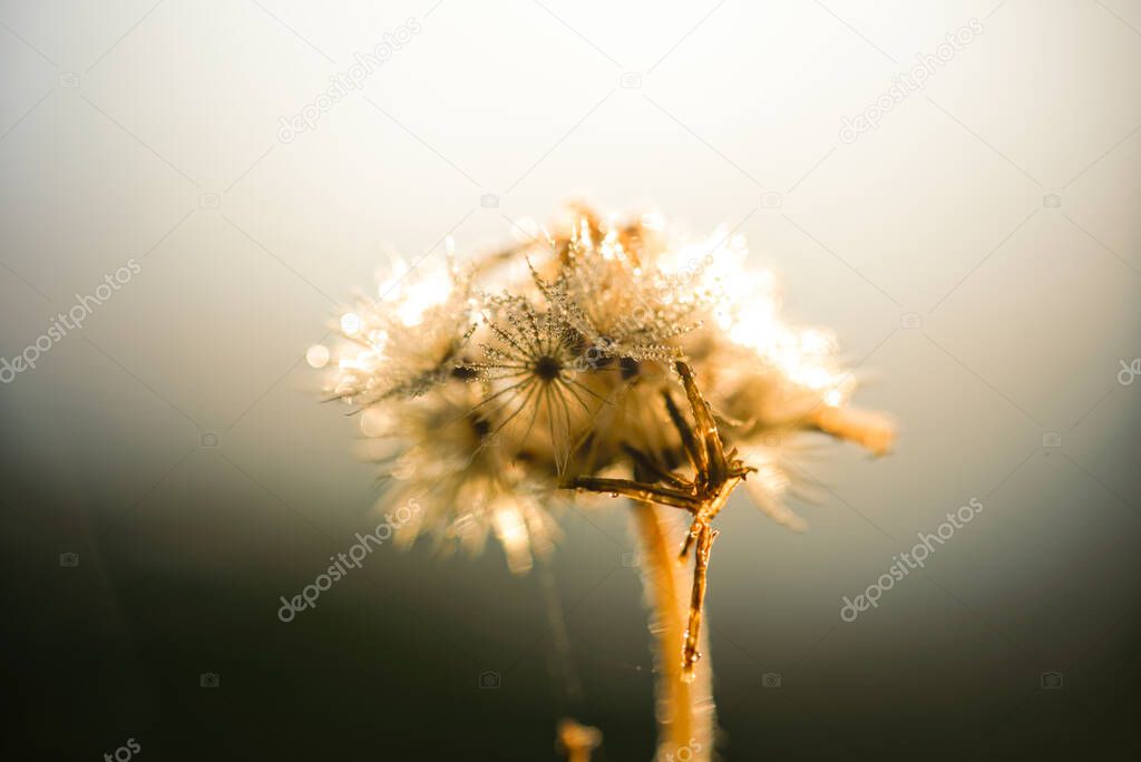 common dandelion weed grass at shine bright sunny color yellow sunrise wallpaper