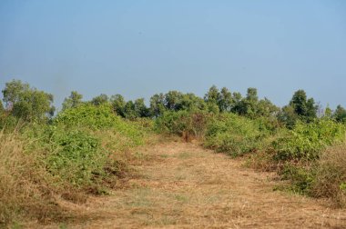 Dağınık, aşırı büyümüş otlar hiçliğe doğru yol alırken boş gökyüzünde fotokopi alanı, uzak bir yerde