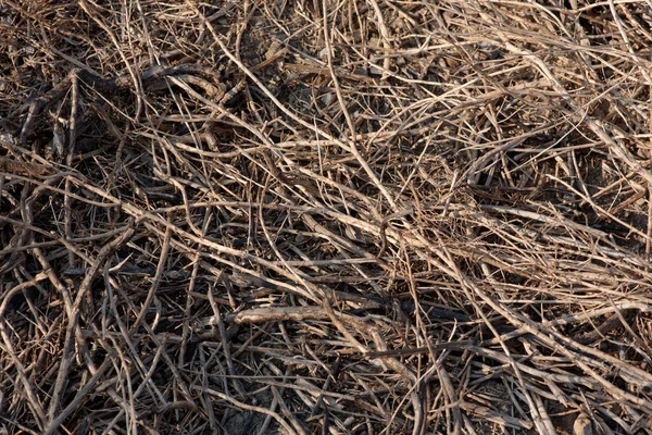 死了的草，地上的杂草，没有生命的地方 — 图库照片