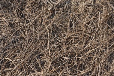 Ölü çimenler, yerde ot, cansız bir yer.