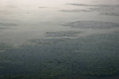 Soyut bir arkaplan ile kaplanmış yosun ile göl.