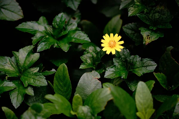 Bunga kecil yang berkilau di latar belakang daun menyalin ruang — Stok Foto