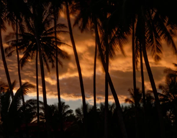 Захід сонця за силуетом кокосове дерево — стокове фото