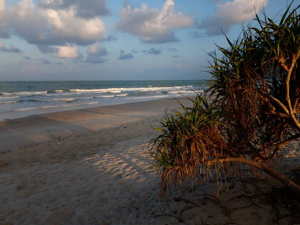Ruhigen Ozean Strand Sonnenuntergang mit Baum, tiefblauem Himmel und Brise Wellen. — Stockfoto