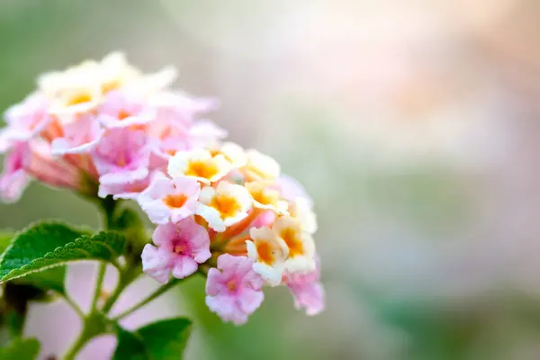 Grupo de flor florescendo no jardim com foco seletivo fundo de beleza — Fotografia de Stock