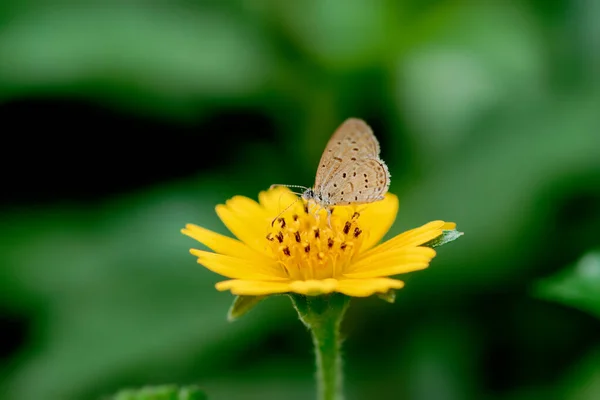 Pequeña mariposa blanca colgando en flor con espacio en la parte superior — Foto de Stock