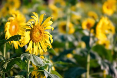 Cockscomb Macro Soyut Detayları 
