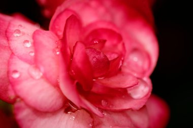 Siyah, genişletilebilir arkaplan kopyalama boşluğunda Macro taze kırmızı gül