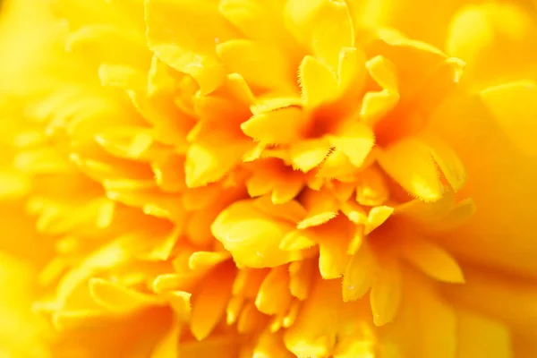 Primer plano de la bandera de diseño de vista abstracta de pedal de flor amarilla —  Fotos de Stock