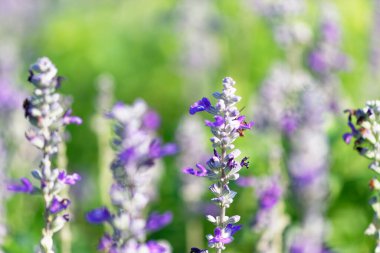 Bahçede çiçek açan bir grup çiçek seçici odak güzelliği arka planında