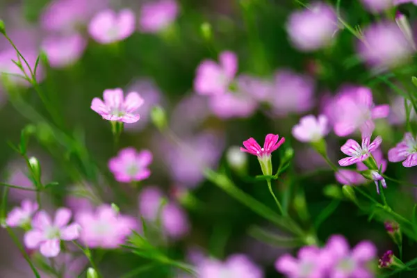 Gruppo di fiori in fiore in giardino con messa a fuoco selettiva bellezza sfondo — Foto Stock